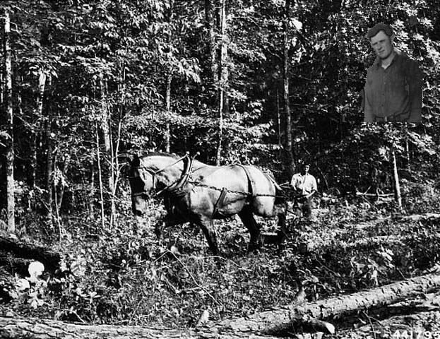 Skidding Logs